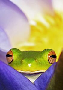 green frog in a purple flower